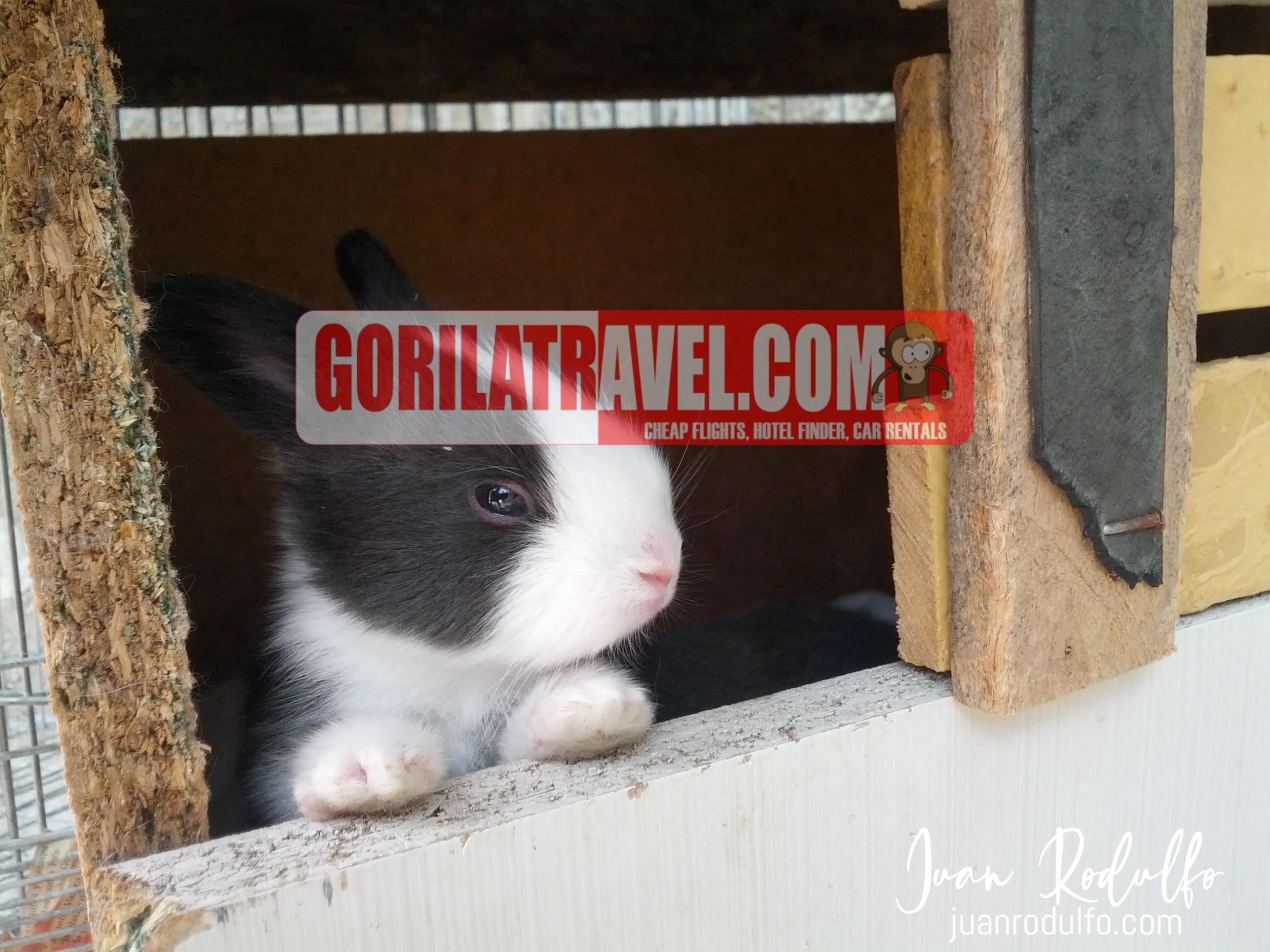 Wild life Zoo, Gorila Travel, Nature Adventures, Exotic Animals, Conservation Efforts, Animal Sanctuary, Wild life Tours, Endangered Species, Wildlife Encounters, Zoo Experience,