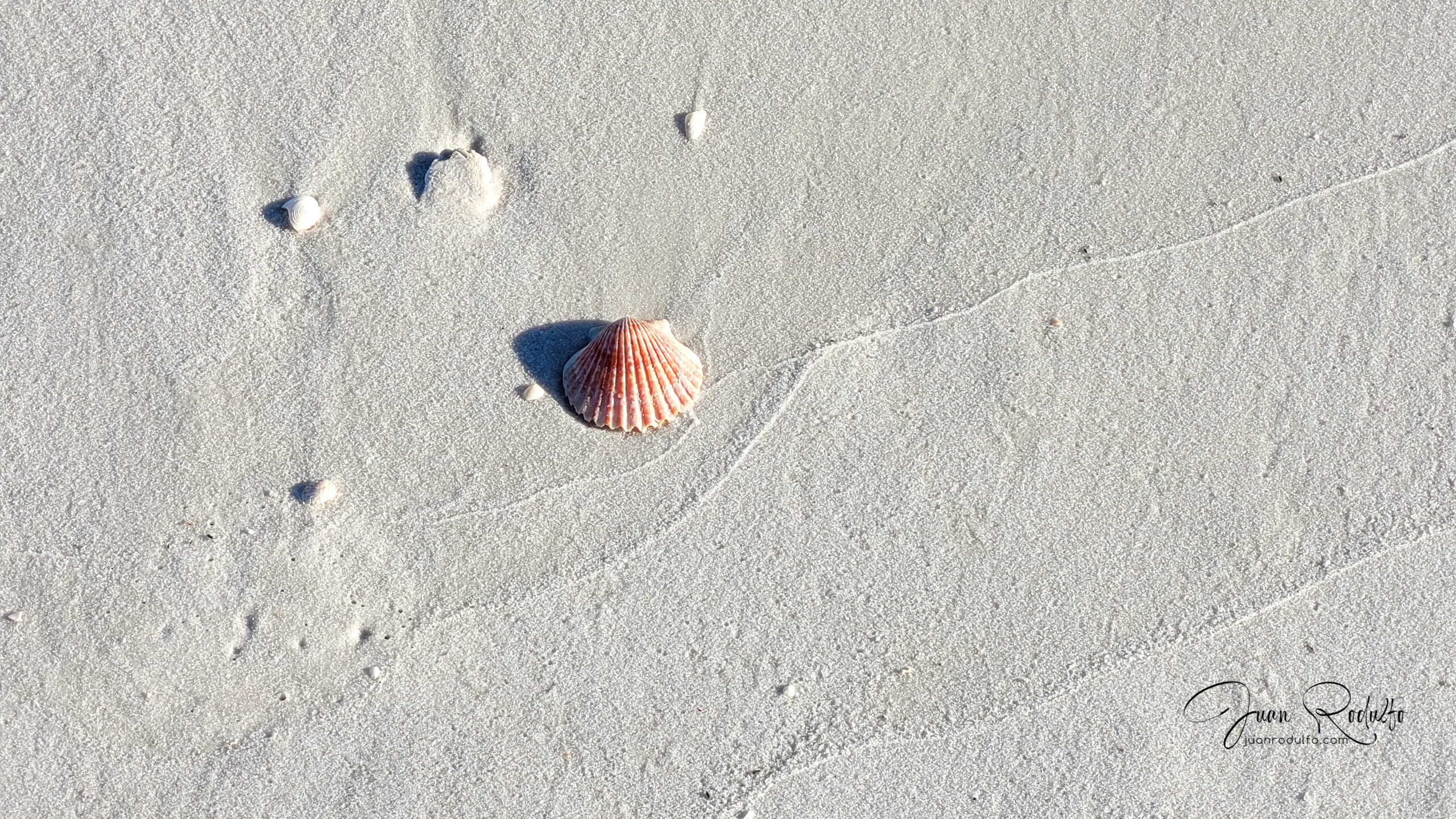 Tranquil 100cm x 70cm seashell wall art by Juan Rodulfo, printed on premium paper, Ideal coastal decor with lasting elegance, Seashell on Serene Sand